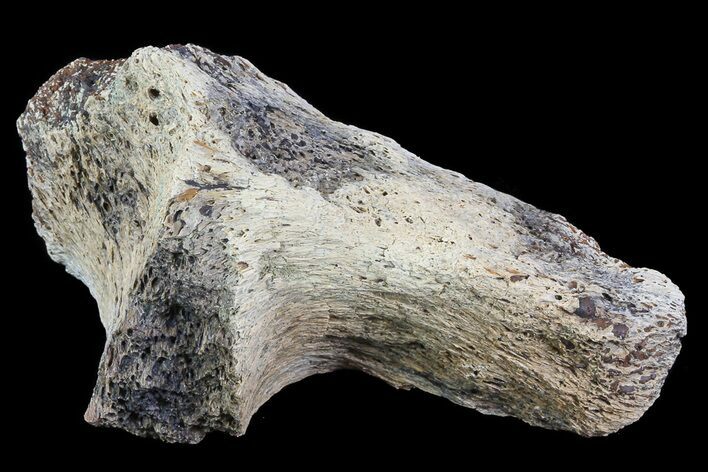 Triceratops Bone Section - North Dakota #73933